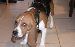 Gypsi lebt in ihrer Familie in Emmelshausen.