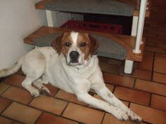 Harris, 1 Jahr, ist gl�cklich vermittelt