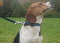 Henry zog nach Pirmasens