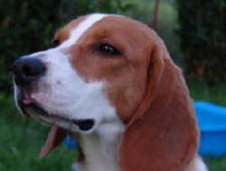 Henry mu&Yuml;te umziehen und lebt jetzt mit einem Golden Redriever zusammen.