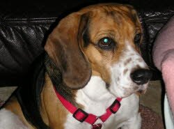 Henry, 5 Jahre, lebt jetzt am Bodensee in einem Haus mit grossem Garten. 