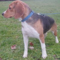 H�ndin Melody ist nach Neumarkt gezogen zu Babette