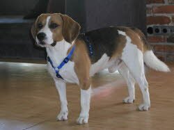 Ivo (5 Jahre) ist nach Altdorf gezogen. Er hat auf Anhieb Freundschaft mit den beiden Kindern der Familie geschlossen.