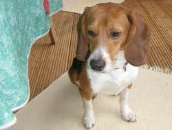 Joshi hat sein Zuhause in Heilsbronn gefunden.