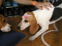 Jaqueline teilt ihr neues Zuhause in Obernzenn mit einem halbj&auml;hrigen Beagler&uuml;den.