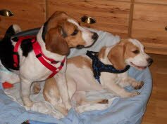 Joy ist zu ihrer neuen Familie nach Heidelberg gezogen