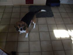 Kira zog in ihr neues Zuhause nach Br&auml;unlingen.