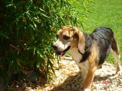 Kira, 8 Jahre, lebt mit Cipsy in M&uuml;hlhofen.