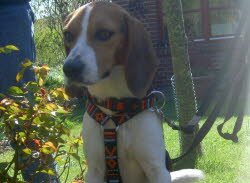 Linus und Pontus haben gemeinsam ein neues Zuhause gefunden.