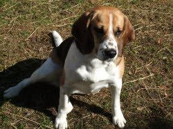 Laila hat ein neues Zuhause in der N&auml;he von Ehingen. 