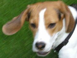 Lara, 1 Jahr, hat beim 2. Anlauf Ihr endg&uuml;ltiges Zuhause bei einem netten Frauchen in der N&auml;he v. N&uuml;rnberg gefunden.