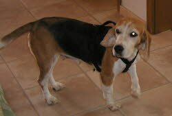 Lara ehemalige Zuchth&uuml;ndin 6 Jahre ist ins sch&ouml;ne Allg&auml;u gezogen.