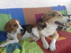 Lara, 4 Jahre, konnte in ihrer Pflegefamilie als Zweithund bleiben. Sie hat sich sehr gut eingelebt und versucht immer Rusty das Futter zu stiebitzen.