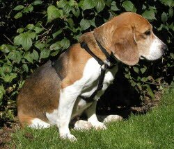 Laura, ehemalige Zuchth&uuml;ndin, ist bei einer sehr netten Familie in Zirndorf eingezogen. Dort ist sie ein kleiner Angsthase.