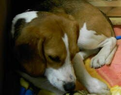 Lea hat ein sch&ouml;nes Zuhause in Kaufbeuren gefunden.