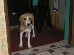 Lisas neues Zuhause ist am Rand der Fr&auml;nkischen Schweiz, dort hat sie in Mischlingsr&uuml;de Lucky einen Freund gefunden.