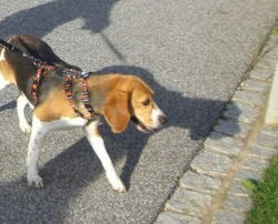 Die zweij&auml;hrige Lotti lebt bei einer lieben Pflegefamilie in Deining Lkr. Neumarkt/Opf