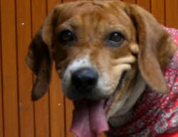 Lu hatte leider Pech in ihrer Familie und zog nun vom Saarland nach Siegenburg in Niederbayern um. Dort geht es ihr jetzt very good!