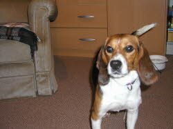 Lucky kam am 6.8.09 zu seiner neuen Familie, wo er schon sehns&uuml;chtig erwartet wurde.