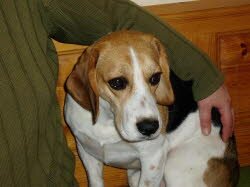 Lucky, 1,5 Jahre zog in die N&auml;he v. Ansbach.