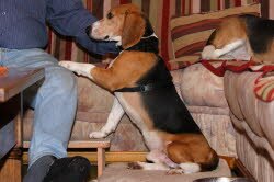 Luwig lebt seit dem 28.12. bei Copper