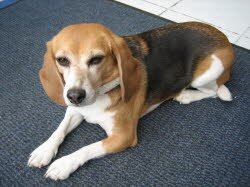 Luna, 3 Jahre, konnte am Samstag in ihr neues Zuhause in Bermatingen ziehen.