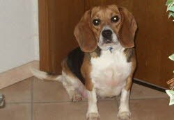 Luna ist von Ihrer Familie in Hagenb&uuml;chach liebevoll aufgenommen worden.