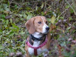 Lupo lebt nun in der Domstadt Bamberg.