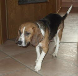 Mandy lebt in Zirndorf und ist gleich bei Yuriko mit ins K&ouml;rbchen eingezogen.