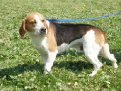 Marco, 3 Jahre, konnte vermittlelt werden.