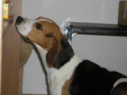 Diesem Beagle wurde im Labor gek&uuml;ndigt, weil es als Klettermaxe &uuml;ber 2m hohe Z&auml;une kletterte.