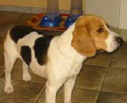 Das ist Max. Er lebt jetzt mit einer Beagle-Dame zusammen