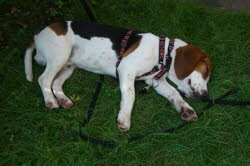 Messy lebt jetzt bei einer Familie im sch&ouml;nen Tessin.