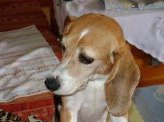 Mia f�hlt sich in Gro-Mohrdorf wohl