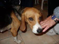 Miene wurde bereits von Ihrem neuen Frauchen, Herrchen u. Beagle Sirius sehnlichst erwartet. Sie lebt nun in F&uuml;rth/Bay.