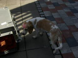 Mo lebt jetzt in Vilseck in der Oberpfalz zusammen mit einem Mischlingshund.