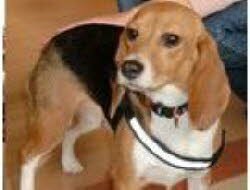 Molli wurde in Greding freudig empfangen.