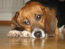 Momo hat eine liebe Familie gefunden.