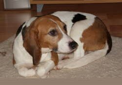 Mona wurde von Ihrer Familie freudig aufgenommen. Sie wohnt jetzt in Achstetten. 