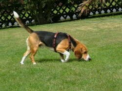 Monty wohnt jetzt in Suttorf und ist zum Familiemittelpunkt geworden. Erf&uuml;hlt sich bealgewohl.