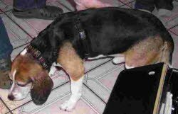 Moritz wird demn&auml;chst J&uuml;chen bei Grevenbroich unsicher machen.