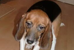 Nickie, 2 Jahre, zog nach Burglengenfeld.