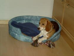 Nina f&uuml;hlt sich in Wemmetsweiler so richtig wohl.