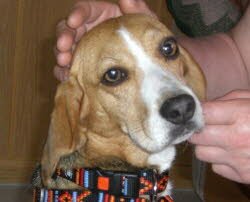 Beagledame Nora (2 Jahre alt) f&uuml;hlte sich bei ihrer neuen Familie in Deinschwang Lkr. Neumarkt/Opf. auf Anhieb wohl.