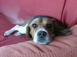 Flummi hat ihre neue Familie in Peterzell gefunden. Dort teilt sie sich ihre neue Heimat mit einer Katze.