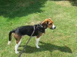 nach meinem Umzug vom Pf&auml;lzerwald nach Quierscheid/Saar am 28.6.2008, f&uuml;hle ich mich mit dem Wald vor meiner Nase beaglewohl.