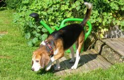 Paco ist nach Villingen gezogen und unternimmt viele Spazierg&auml;nge mit seiner neuen Familie.