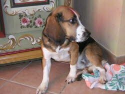 Paul (1 Jahr) ist nach Uffenheim gezogen. Dort lebt er zusammen mit