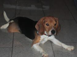 Paul, 1 1/2 Jahre, fand in Gaisbeuren eine neue Heimat