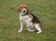 Paula fand ihr neues Zuhause in Eckersm�hlen